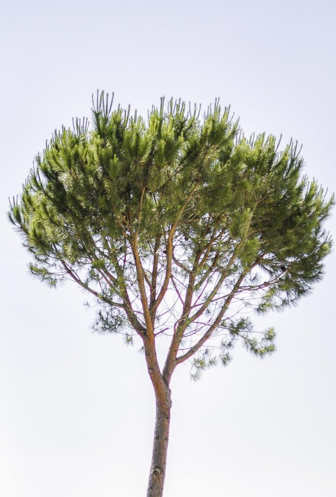 wedding at Conti di San Bonifacio photographer in Tuscany Andrea Pitti